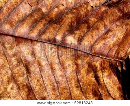 Dry Leaf