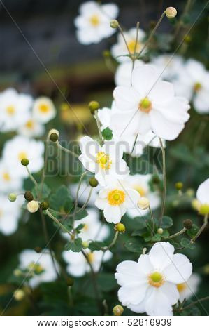 White Crocus Flowers