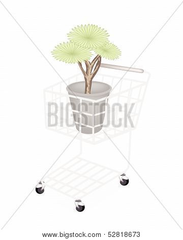 Beautiful Dragon Tree In A Shopping Cart