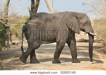 walking elephant