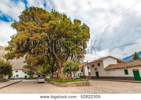 Large Tree Pisonay With Red, Flower In Peru,puno,south America In Village
