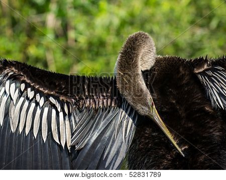 Female Anhinga Bird