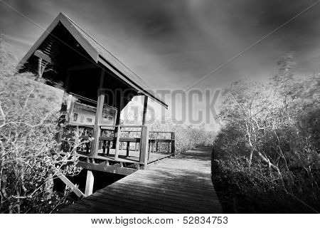 Wooden Jetty And Mangrove Forest