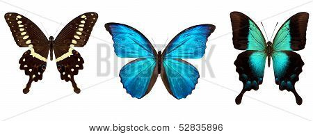 Many different beautiful butterflies