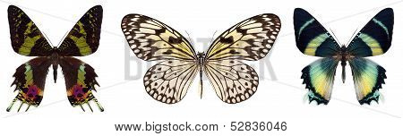 Many different beautiful butterflies