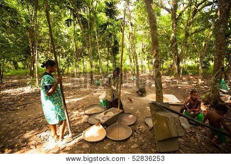 BERDUT, MALAYSIA - APR 8: Unidentified people Orang Asli thresh rice to remove chaff on Apr 8, 2013 in Berdut, Malaysia. More than 76% of all Orang Asli live below the poverty line, life expectancy.