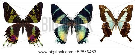 Many different beautiful butterflies