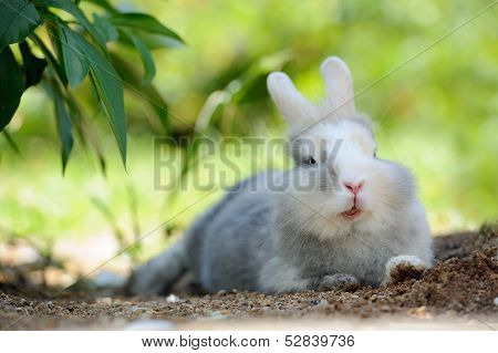 Cute Funny Rabbit Outdoors Lying On The Ground