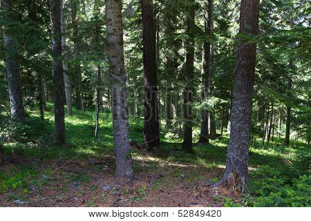 Forest