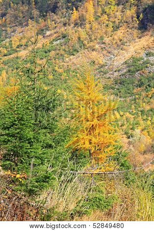 Autumn Forest At Ziarska Dolina - Valley In High Tatras, Slovakia