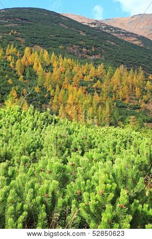 Autumn Forest At Ziarska Dolina - Valley In High Tatras, Slovakia