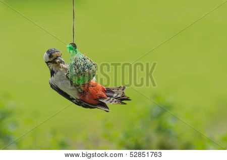 Great Spotted Woodpecker