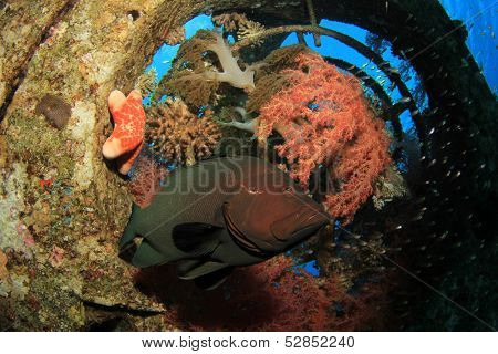 Redmouth Grouper fish underwater