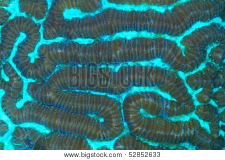 Platygera Coral Macro
