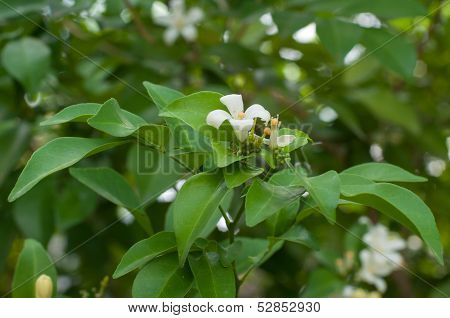 An Orange Jessamine