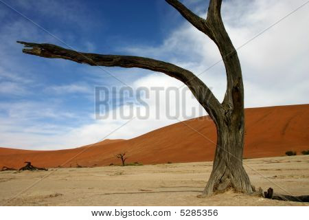 Albero In Deadvlei