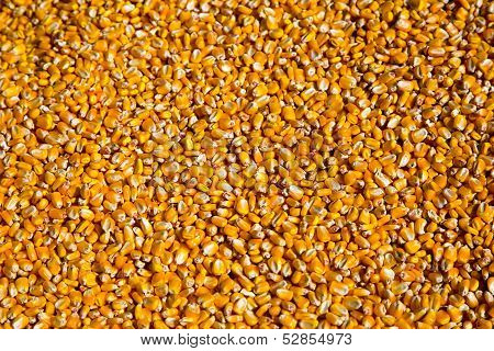 Kernels Of Corn