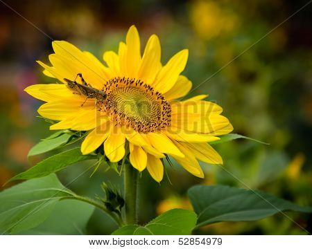 Grasshopper On A Sunflower