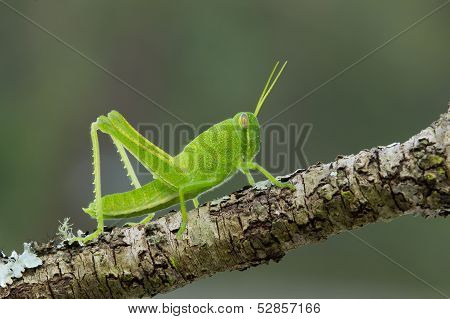Grasshopper Nymph