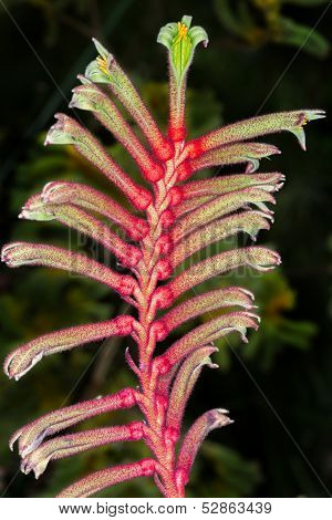 Anigozanthos Manglesii Flower, Common Name Mangles Kangaroo Paw