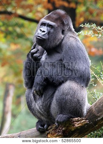 Silverback Gorilla