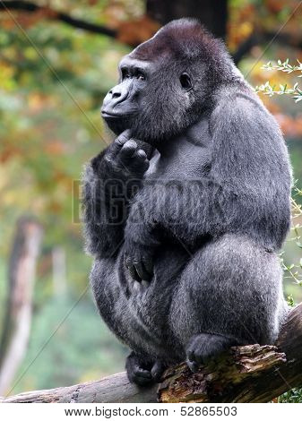 Gorilla