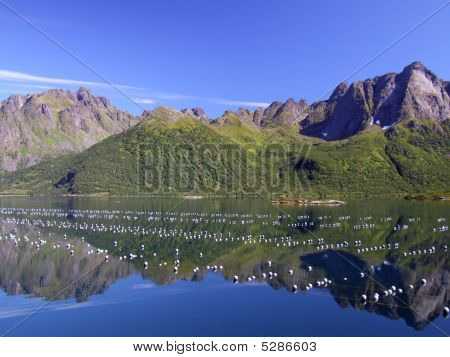 Lofoten
