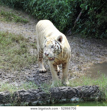 A White Tiger
