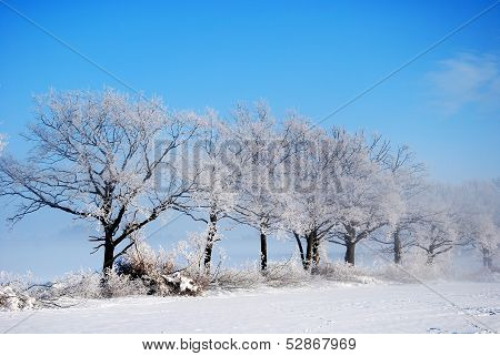Hoarfrost At Trees