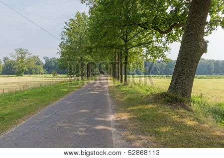 Dutch Landscape With Paving Stone Country Road And Trees