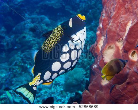Clown Triggerfish