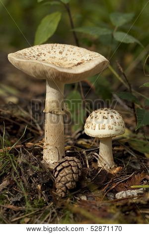 Amanita Citrina