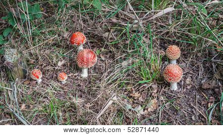 Fly Agaric Mushrooms