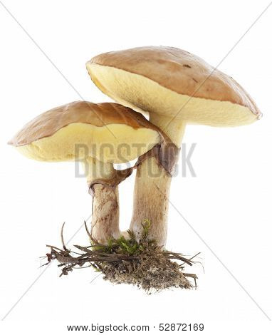 Mushrooms