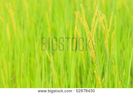 Rice Close Up