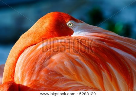 Flamingo