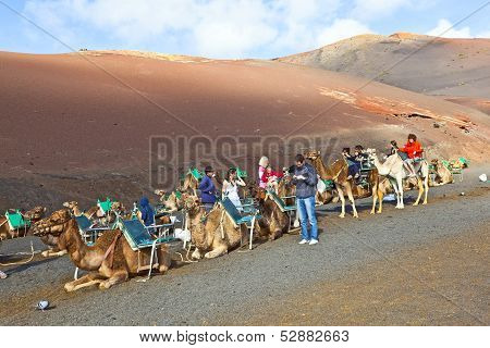 Tourists Riding On Camels Being Guided By Local People Through The Famous Timanfaya National Park