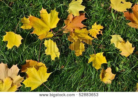 Beautiful  Autumn Leaf Fall
