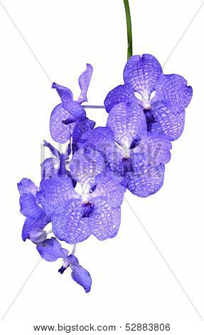 orchids