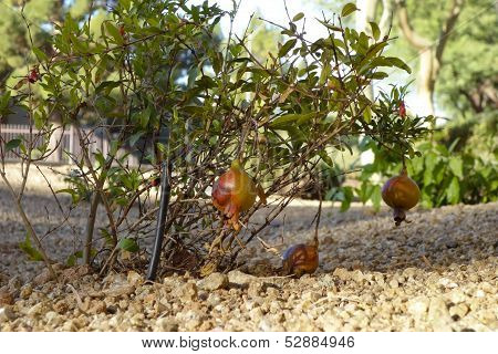 Decorative Dwarf Pomegranate
