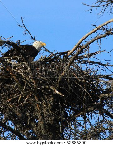 Bald eagle in Alaska