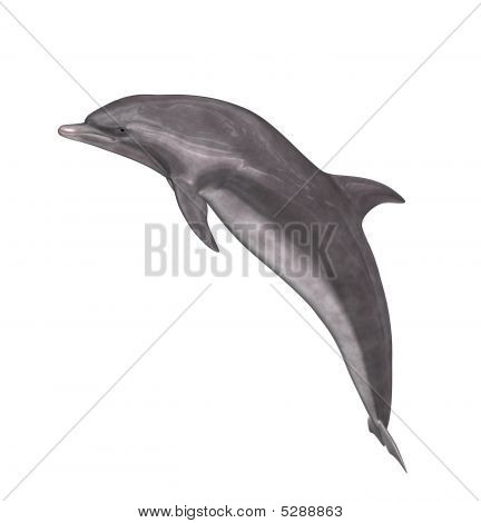 Delphin