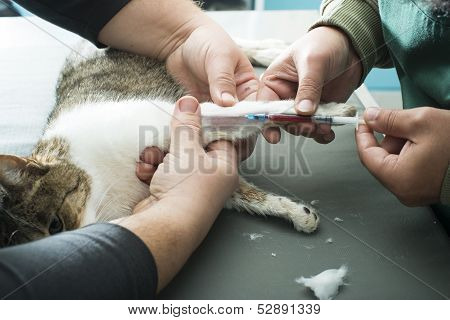 Veterinary Blood Test