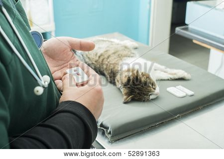 Veterinary Blood Test