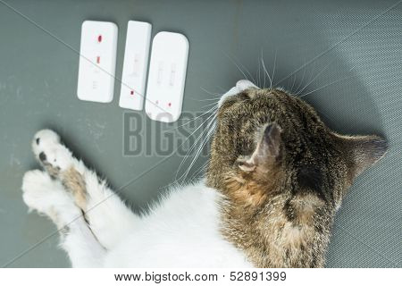 Veterinary Blood Test