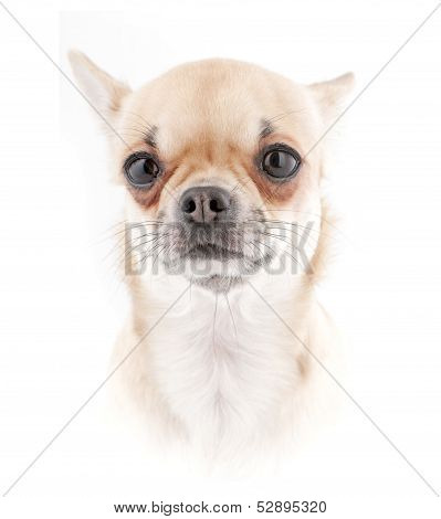 Chihuahua dog portrait  in high key