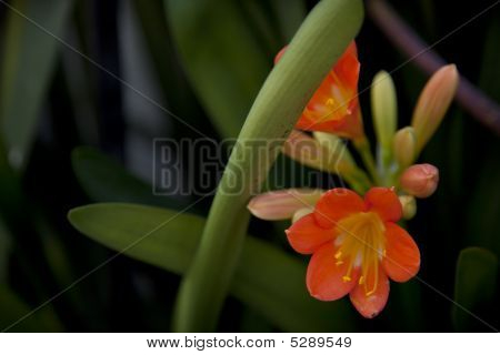 Clivia Miniata