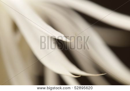 Flowering Cactus