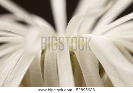 Flowering Cactus