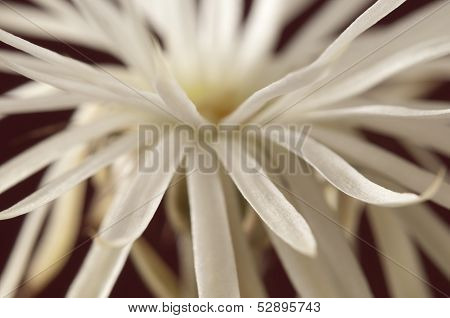 Flowering Cactus